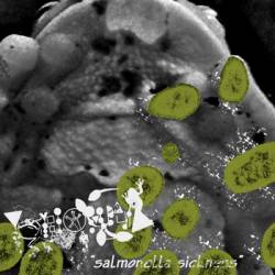 Phyllomedusa : Salmonella Sickness